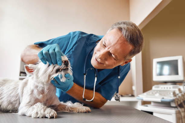 Best Emergency Root Canal Treatment in Pequot Lakes, MN